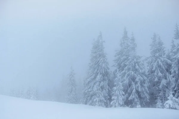 Niebla Densa Las Montañas Árbol Mágico Cubierto Nieve Invierno Previsión — Foto de Stock