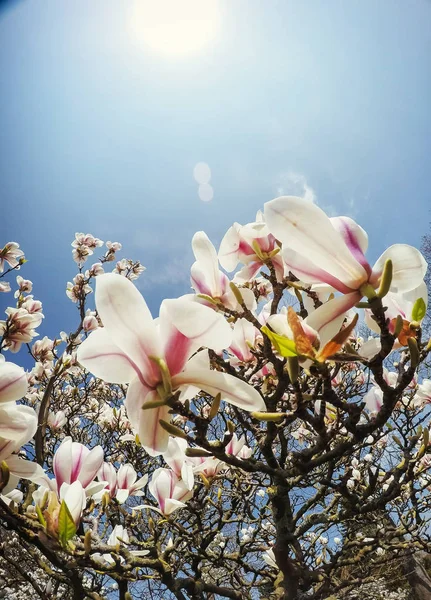 Beautiful pink spring flowers magnolia on a tree branch