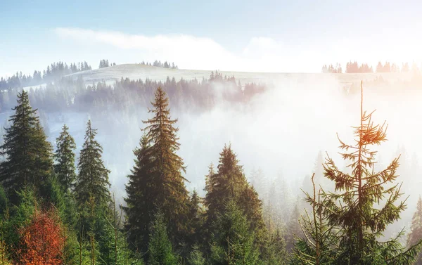 Sluneční Světlo Zeleném Lese Brzy Ráno Fantastický Mlha Horách Října — Stock fotografie