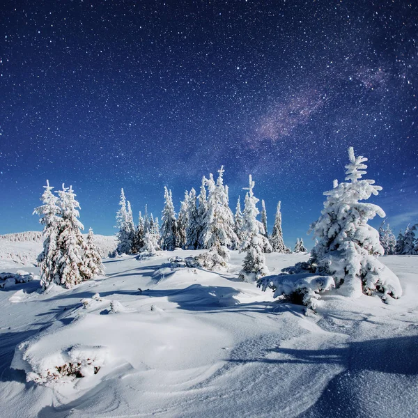 Milchsternwanderung Winterlichen Wald Dramatische Und Malerische Szene Karpaten Ukraine Europa — Stockfoto