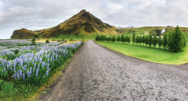 Дикий Синій Люпин Цвіте Високій Траві Влітку Красивих Горах — стокове фото