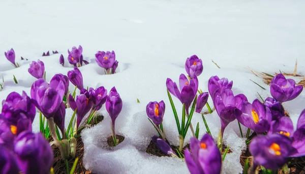 Våren Krokusar Smältande Snö Karpaterna Ukraina Europa — Stockfoto