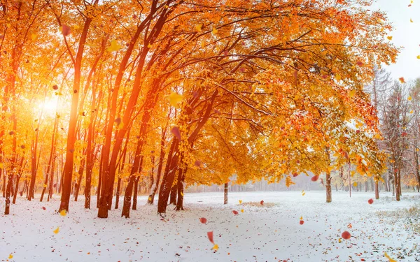 Fény Áttöri Őszi Levelek Fák Tél Napjaiban — Stock Fotó