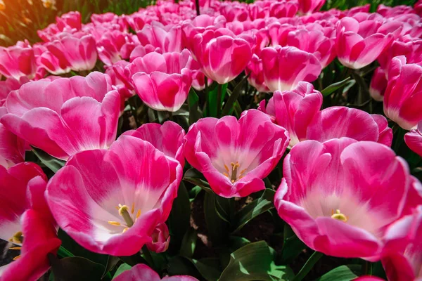 花卉领域与五颜六色的郁金香 郁金香影射 库肯霍夫花公园 — 图库照片