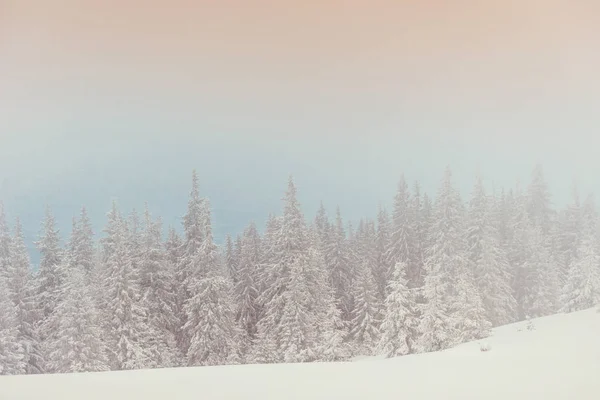 Winterlandschaftsbäume Bei Frost Und Nebel — Stockfoto