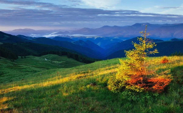 Hutan Pohon Pinus Dunia Kecantikan Carpathians Ukraine Europe — Stok Foto