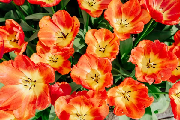 Bloem Veld Met Kleurrijke Tulpen Keukenhof Bloemenpark Holland — Stockfoto