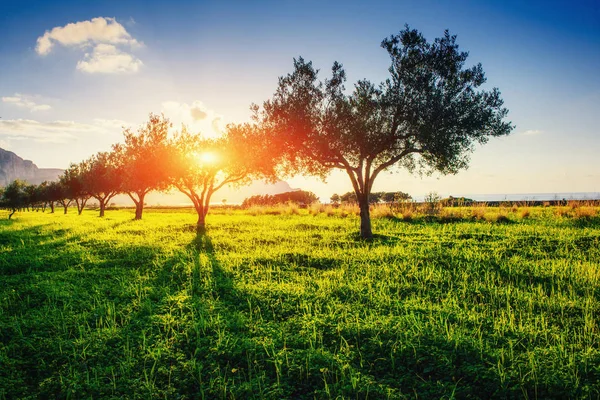 Baumschatten Mit Sonnenuntergang Schönheitswelt Sizilien Italien Europa — Stockfoto