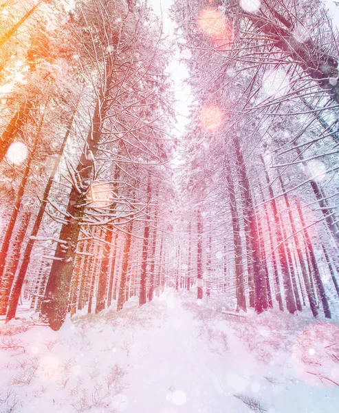 Magische Winter Sneeuw Bedekte Boom Fotowenskaart Bokeh Lichteffect Zachte Filter — Stockfoto