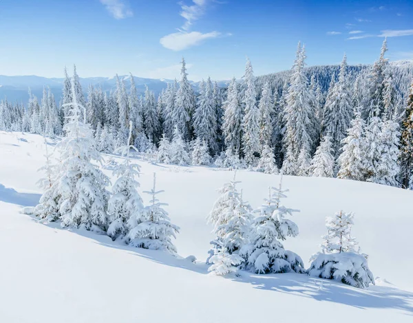 神秘的冬季景观雄伟壮观的山脉 神奇的雪覆盖的树 期待假期的到来 戏剧性的冬季场面 喀尔巴阡山 乌克兰 新年快乐 — 图库照片