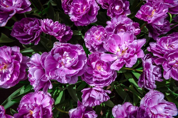 Underbara Tulpan Blommor Parken Keukenhof Tulipa Lilas Perfektion Keukenhof Blomma — Stockfoto