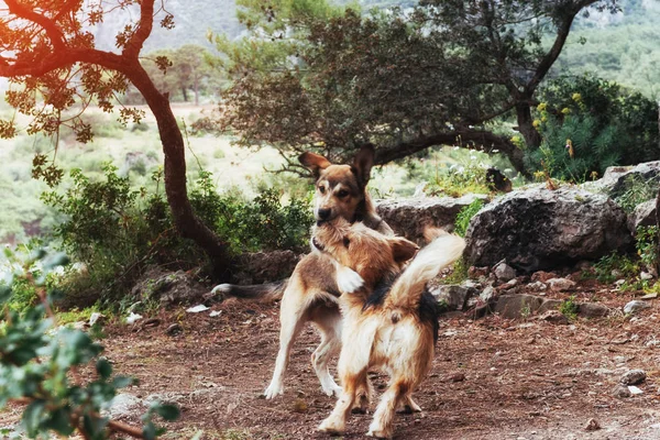 Two Dogs Fighting Each Other Carpathians Ukraine Europe — Stock Photo, Image