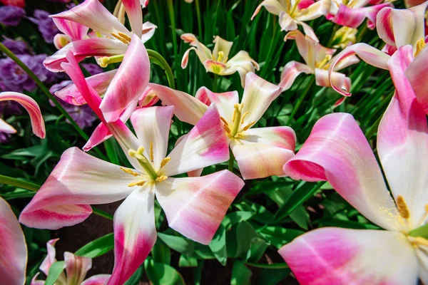 Mooi Boeket Tulpen Kleurrijke Tulpen Tulpen Lente Kleurrijke Tulip Tulipa — Stockfoto