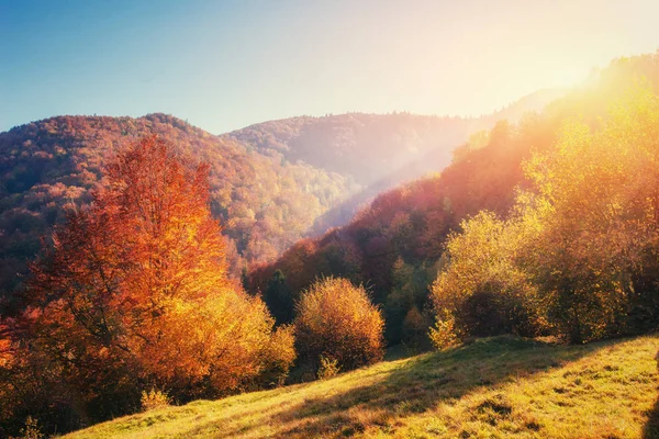 Bříza Lesa Slunné Odpoledne Zatímco Podzimní Sezóny Krajina Ukrajina — Stock fotografie