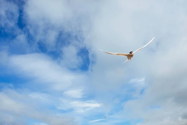 Patrón Ártico Sobre Fondo Blanco Nubes Azules Islandia —  Fotos de Stock