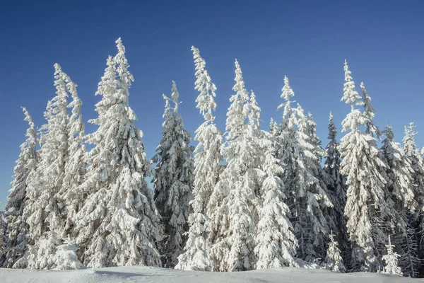 Misterioso Paisaje Invernal Majestuosas Montañas Invierno Árbol Mágico Cubierto Nieve —  Fotos de Stock