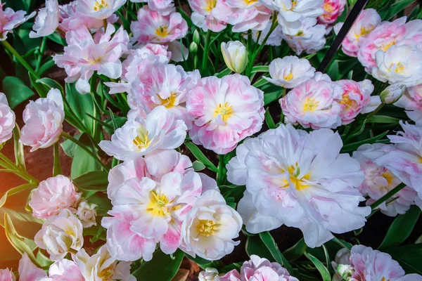 Vit Rosa Tulpaner Keukenhof Blomma Park Holland Nederländerna — Stockfoto