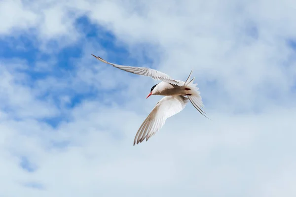 Patrón Ártico Sobre Fondo Blanco Nubes Azules Islandia —  Fotos de Stock