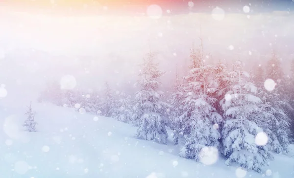 Zima Krajobraz Drzew Ogrodzenia Szronu Płatki Tło Miękkiego Światła Śniegu — Zdjęcie stockowe