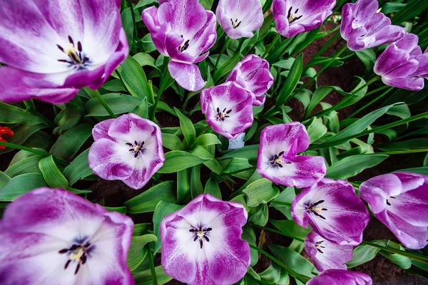 Underbara Tulpan Blommor Parken Keukenhof — Stockfoto