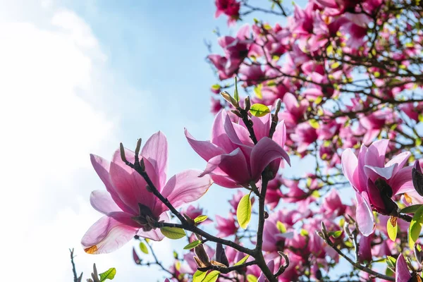 Beautiful pink spring flowers magnolia on a tree branch.
