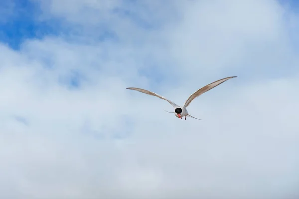 Arctic Tern White Background Blue Clouds Iceland — Stock Photo, Image