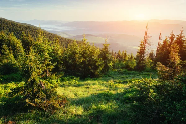 Dennenbos Schoonheid Wereld Karpaten Oekraïne Europa — Stockfoto