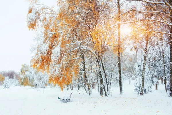 Árboles Cubiertos Nieve Con Hojas Bancos Otoño Parque Ciudad Fantásticos —  Fotos de Stock