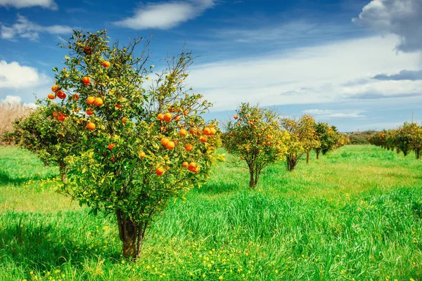 orange trees plantations. Beauty world. Sicily Italy Europe