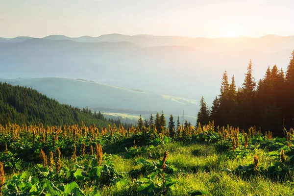 Kiefernwald Schönheitswelt Karpaten Ukraine Europa — Stockfoto