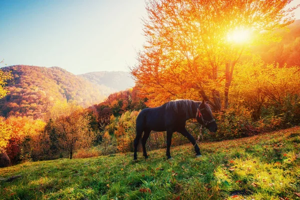 Black Horse Mountains Fantastic Sunset Fog Distance Carpathians Ukraine Europe — Stock Photo, Image