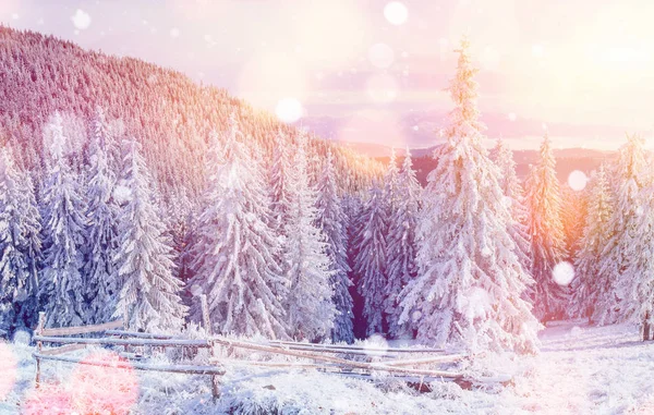 Mystiska Vinter Landskap Majestätiska Bergen Vintern Magiska Vinter Snötäckta Träd — Stockfoto