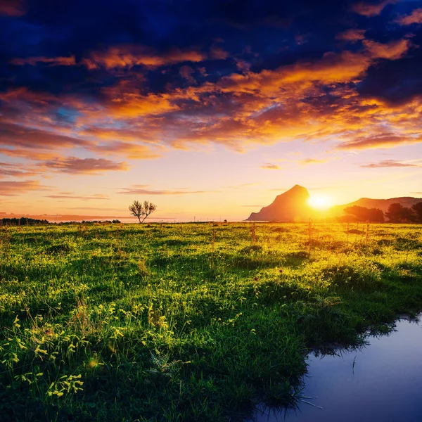 Schaduw Van Boom Met Zonsondergang Schoonheid Wereld Sicilië Italië Europa — Stockfoto