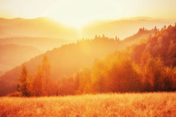 birch forest in sunny afternoon while autumn season. Autumn Landscape. Ukraine. Europe
