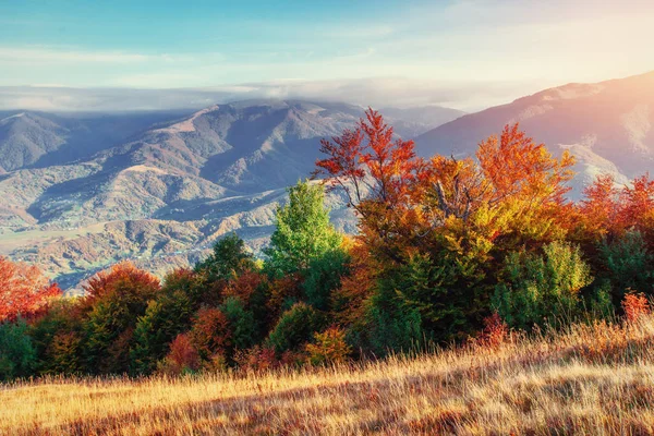 Bos Zonnige Middag Tijdens Het Herfst Seizoen Karpaten Oekraïne Europa — Stockfoto