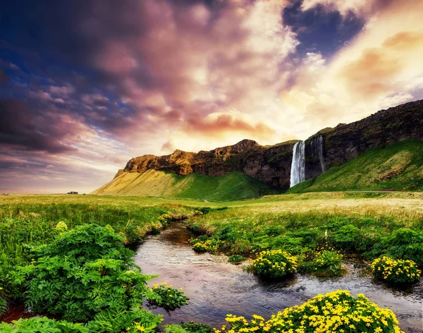 Los Pintorescos Paisajes Bosques Montañas Islandia Lupino Azul Salvaje Floreciendo — Foto de Stock