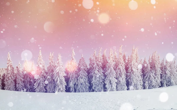 Чарівний Зимовий Пейзаж Фон Деякі Які Моменти Сніг Пластівці Драматичні — стокове фото