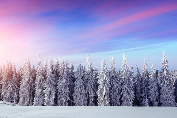 Kışın Gizemli Kış Manzara Görkemli Dağlar Büyülü Kar Kaplı Ağaç — Stok fotoğraf