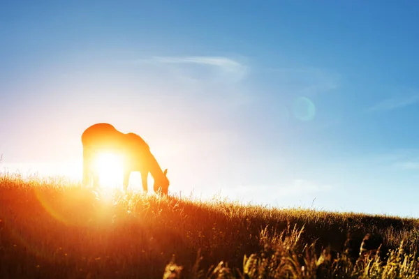 Riding Mountains Sunset Carpathians Ukraine Europe — Stock Photo, Image