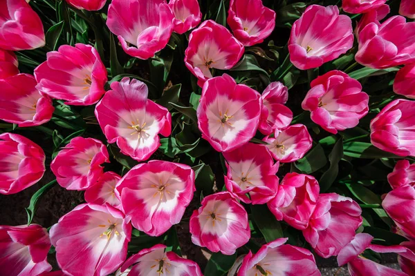 Ängen Med Färgglada Tulpaner Tulipa Insinuationer Keukenhof Blomma Park — Stockfoto