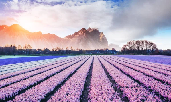 Samenstelling Hyacinten Velden Holland Prachtige Bergen Mist Bij Zonsondergang Art — Stockfoto