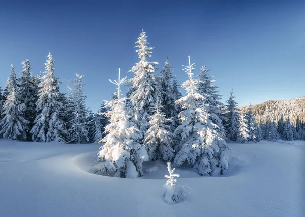 Mystérieux Paysage Hivernal Montagnes Majestueuses Hiver Arbre Magique Couvert Neige — Photo