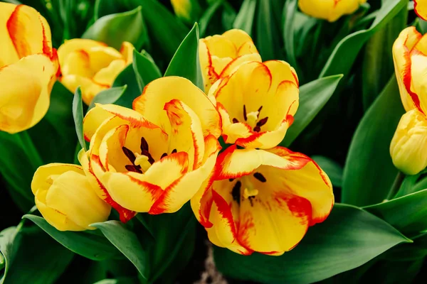 Flower Field Colorful Tulips Keukenhof Flower Park Holland — Stock Photo, Image