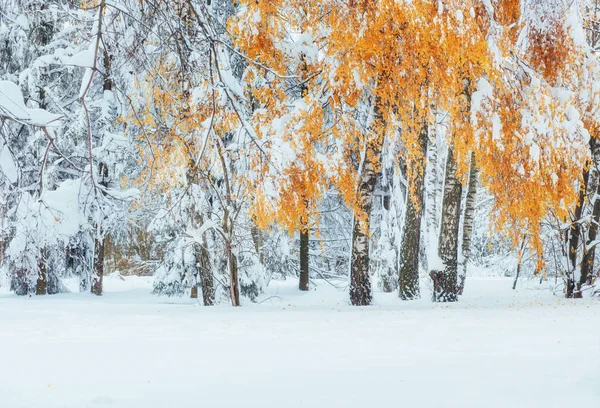 Οκτωβρίου Ορεινού Δάσους Οξιάς Πρώτο Χιόνι Χειμώνα Καρπάθια Ουκρανία Ευρώπη — Φωτογραφία Αρχείου