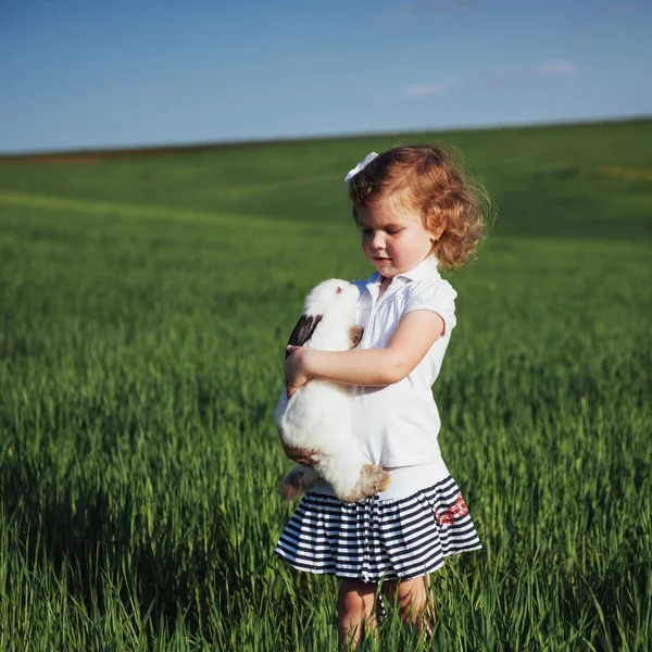 Малыш Кролик Поле Зеленой Пшеницы — стоковое фото