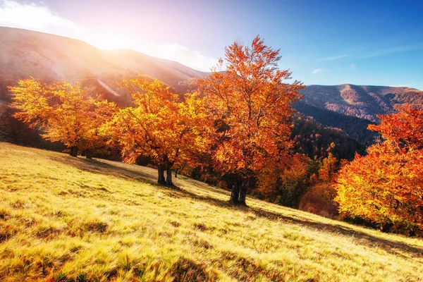 Bergketen Karpaten Het Herfst Seizoen Fantastische Zonsondergang Oekraïne Europa — Stockfoto