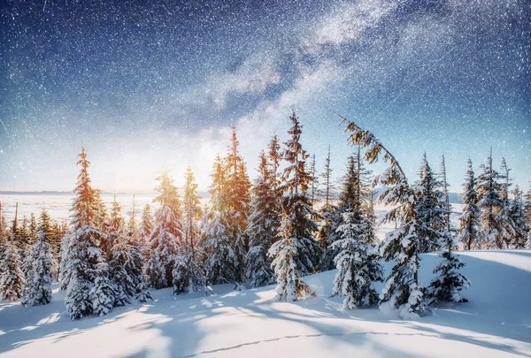 Dairy Star Trek Winter Woods Dramatic Picturesque Scene Anticipation Holiday — Stock Photo, Image