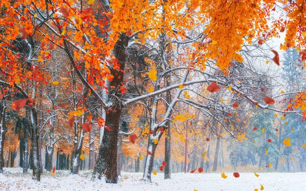 Solljus Bryter Igenom Höstens Bladen Träden Början Vintern — Stockfoto