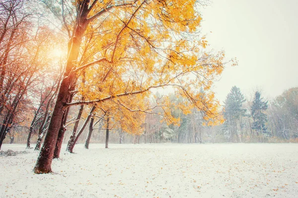 First Snow Forest Beauty World Road — Stock Photo, Image