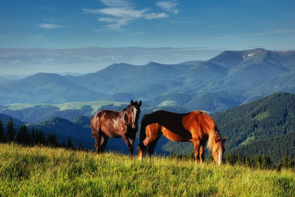 Herd Horses Mountains Fantastic Sunny Summer Day Royalty Free Stock Images
